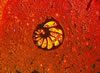 benthic foram TrL Cl composite